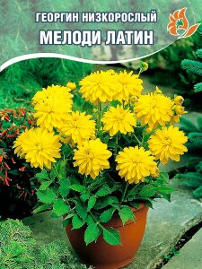Георгин Мелоди Латин (низкорослый) Георгин Мелоди Латин (низкорослый)