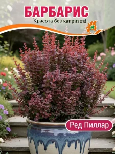 Барбарис Ред Пиллар (Тунберга)
