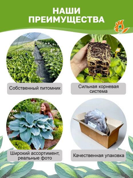 Хоста Роберт Фрост