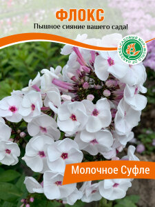Флокс Молочное Суфле Флокс Молочное Суфле