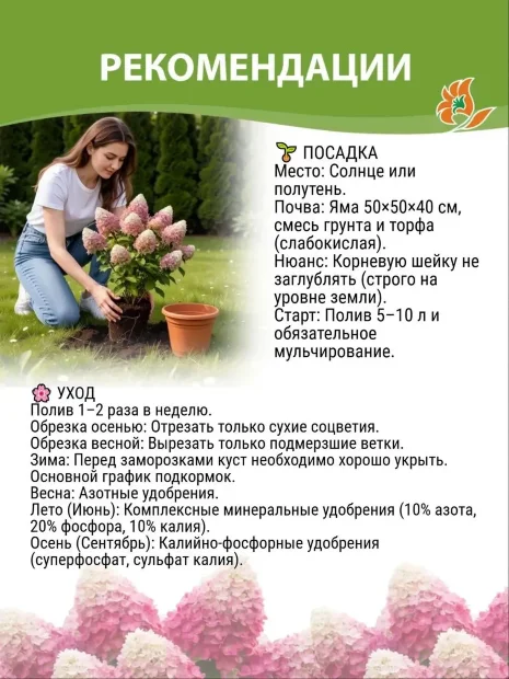 Гортензия Лаймлайт (метельчатая)  саженцы 
