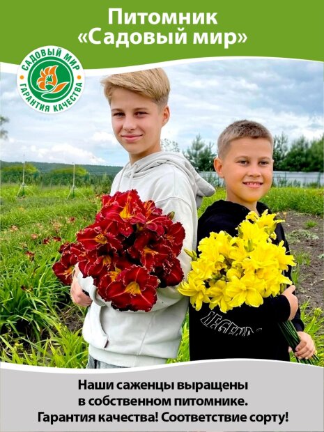 Седум Манстед Дарк Ред гибридный