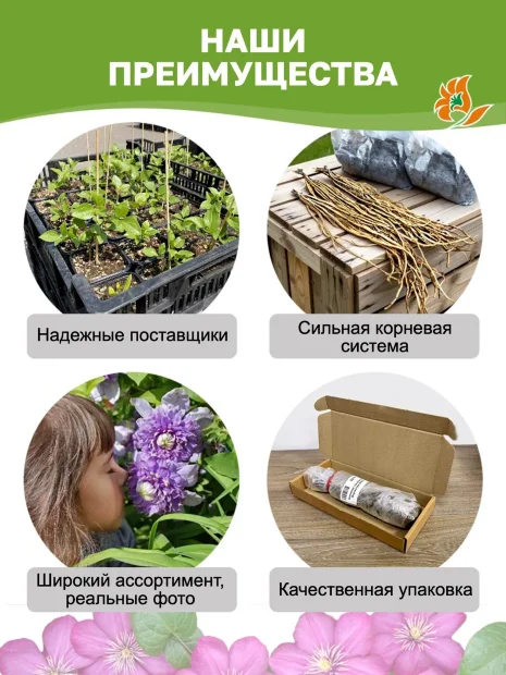 Клематис Королева Бона (крупноцветковый) саженцы 