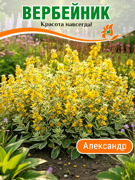 Вербейник Александр (точечный)