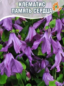 Клематис Память Сердца (крупноцветковый)