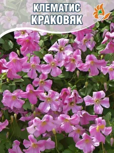 Клематис Краковяк (крупноцветковый) 