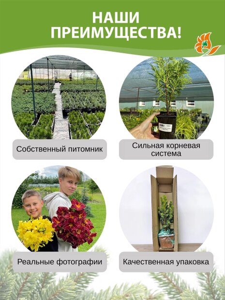 Туя Смарагд (западная)