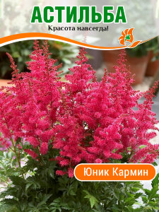 Астильба Юник Кармин Астильба Юник Кармин