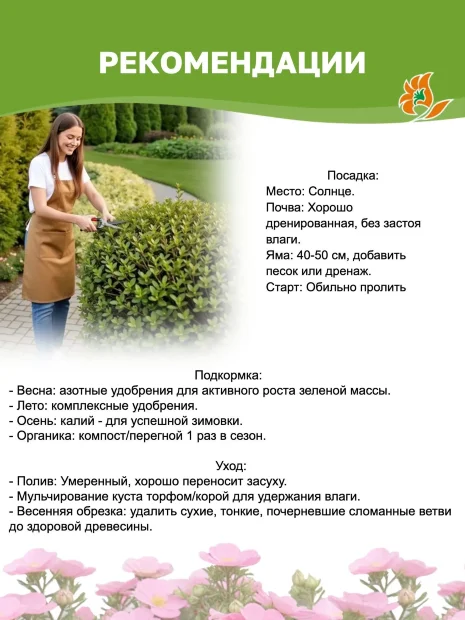 Лапчатка Голдфингер (кустарниковая) саженцы 
