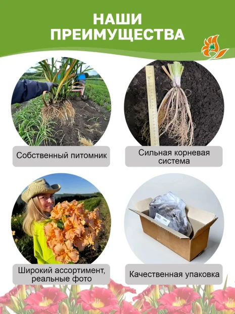 Лилейник Буби Руби