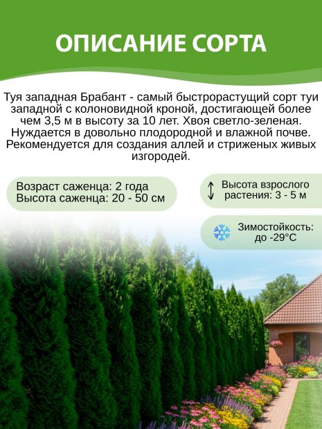 Туя Брабант (западная)