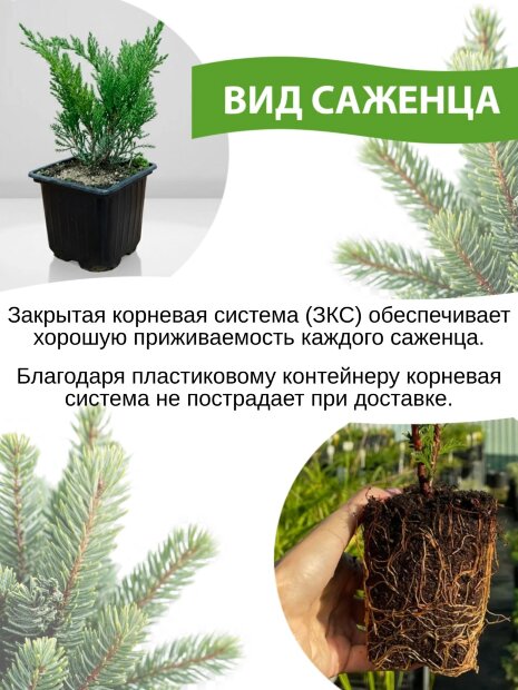 Туя Брабант (западная)
