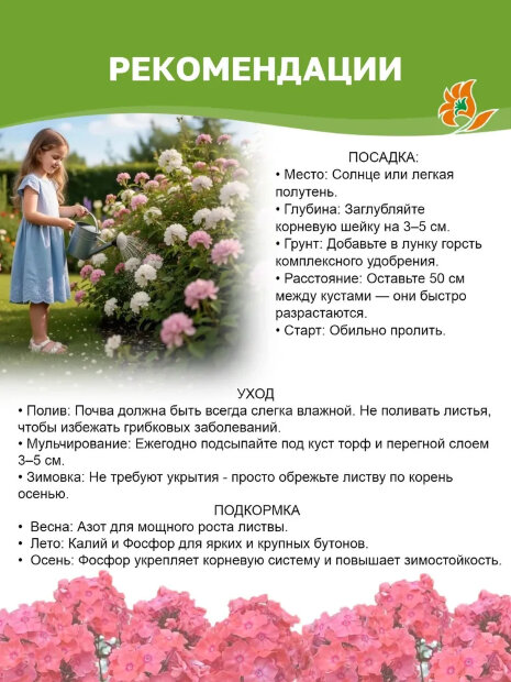 Флокс Юник Маув