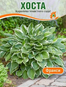 Хоста Франси (гибридная) Хоста Франси (гибридная)