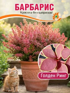 Барбарис Голден Ринг (Тунберга) 
