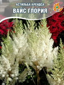 Астильба Вайс Глория (Арендса) Астильба Вайс Глория (Арендса)