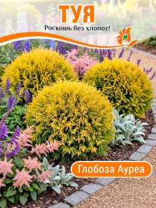 Туя Глобоза Ауреа (западная) Туя Глобоза Ауреа (западная)