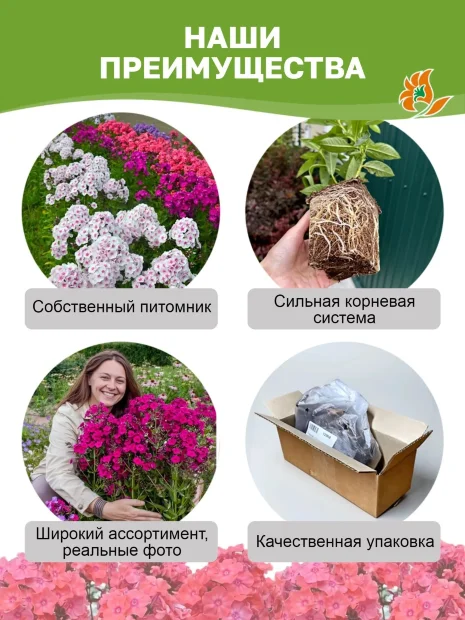 Флокс Брайт Айз