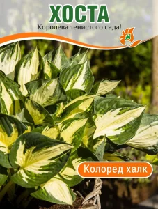 Хоста Колоред Халк (гибридная)