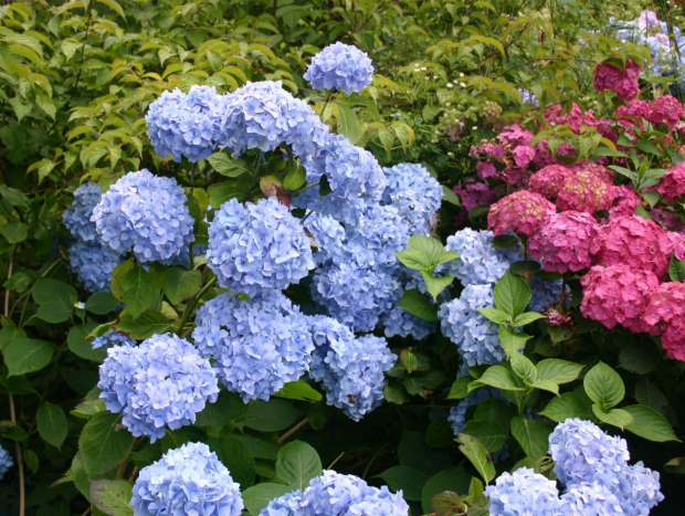 Гортензия Эндлесс Саммэ Ориджинал (крупнолистная, ремонтантная) саженцы 