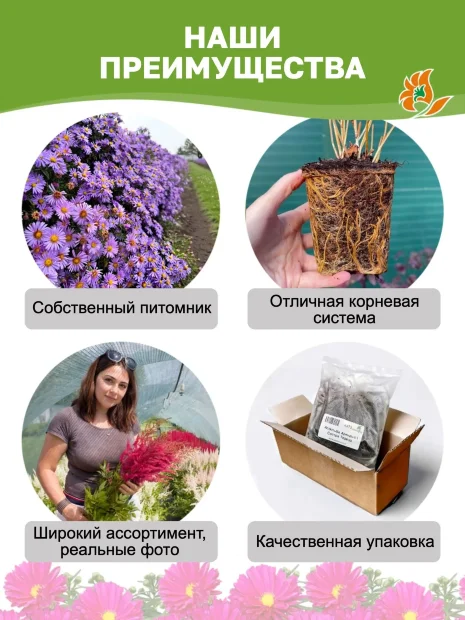 Астра Аден