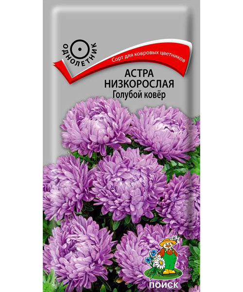 Астра низкорослая Голубой Ковёр семена