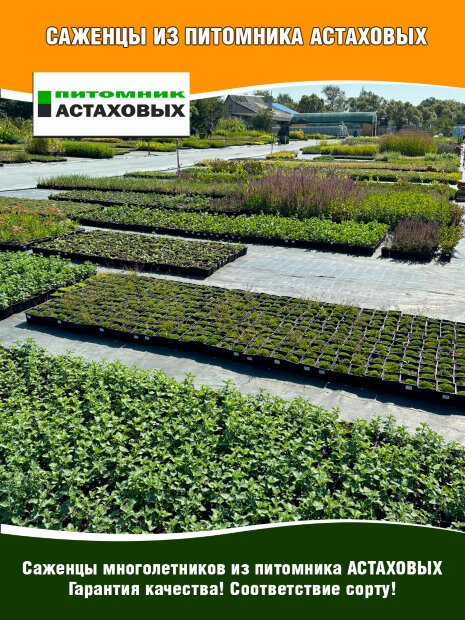 Рудбекия волосистая