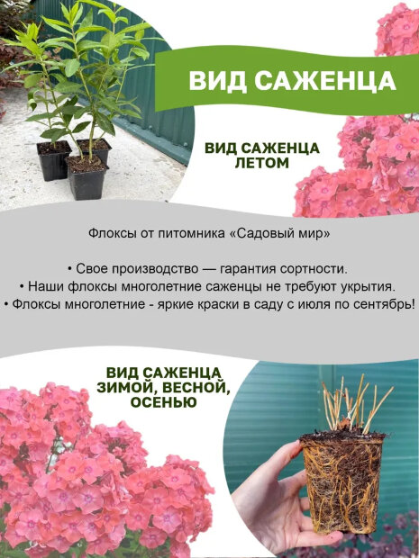 Флокс Шторм